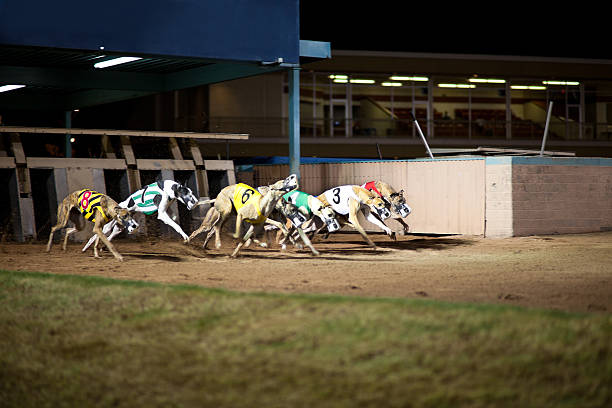 Effective dog racing betting experience