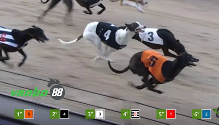 online dog racing betting