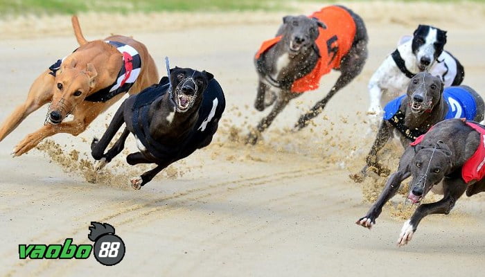 play online dog racing