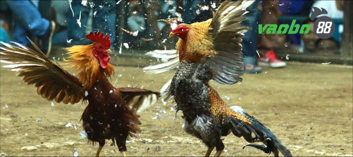 cockfighting online