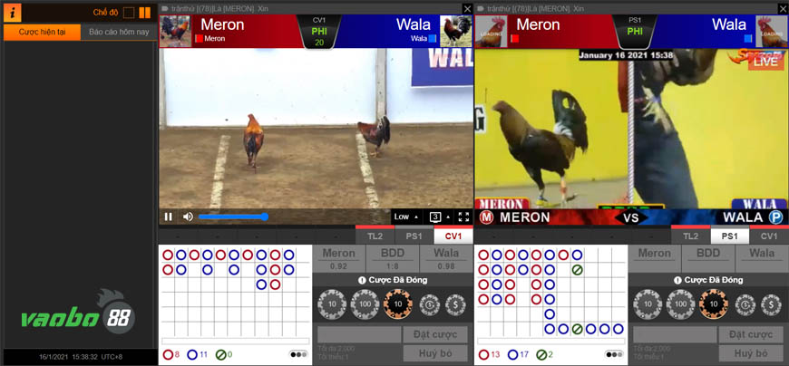 live cockfighting online