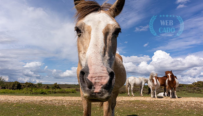 coin horse racing game