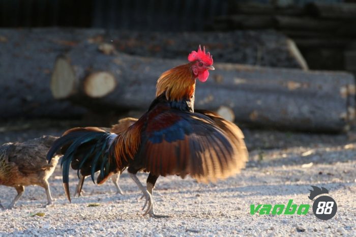 live cockfighting page